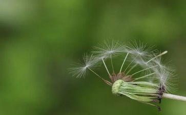 观于蒲公英的作文优秀6篇