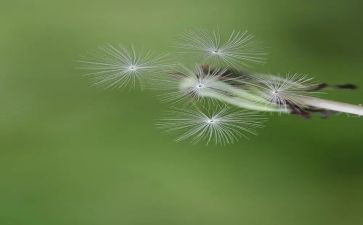 观于蒲公英的作文8篇