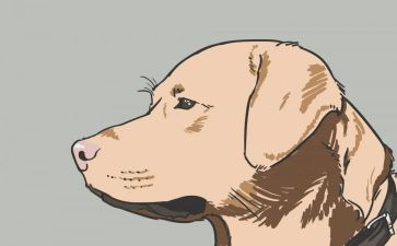 导盲犬的读后感通用5篇