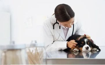 助理兽医师述职报告5篇