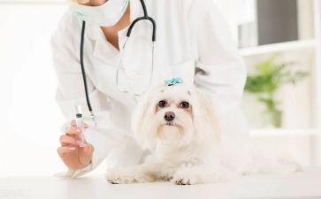 兽医师个人述职报告模板6篇