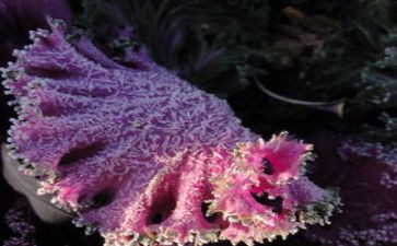 饱经风霜的脸作文6篇