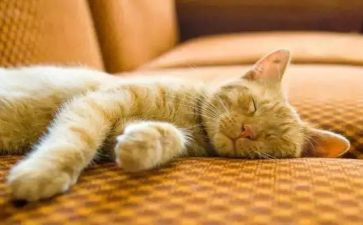 健康睡眠班会教案8篇