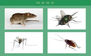 四害工作计划优质6篇