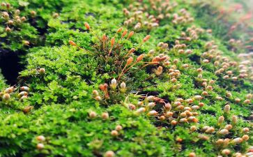苔读后感100字优秀6篇