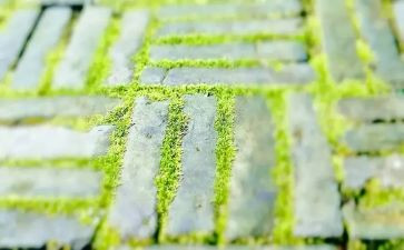 苔读后感100字精选6篇