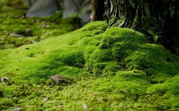 苔的读后感1000字最新6篇