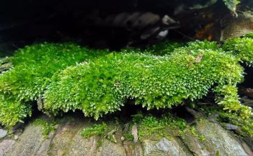 苔读后感1000字优质8篇