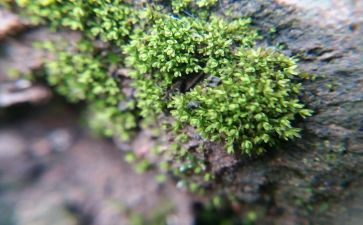 苔读后感1000字通用8篇