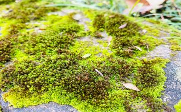 苔的读后感500字6篇