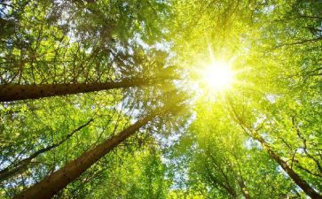 语言《太阳》教案5篇
