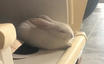 读后感彼得兔的读后感8篇