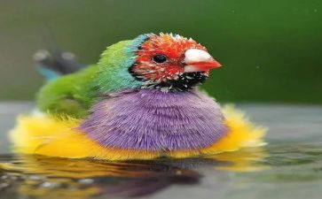 小鸟活动教案7篇