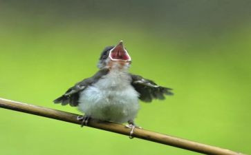 小小鸟的作文优质7篇