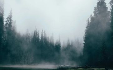 《雾》的读后感8篇