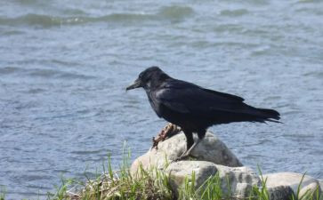 《乌鸦喝水》的教案模板5篇