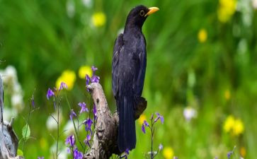 乌鸦喝水教案大班教案7篇