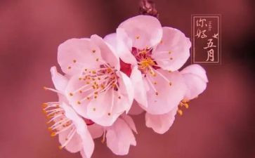 五月周工作计划精选7篇