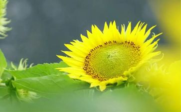 向阳章的作文5篇