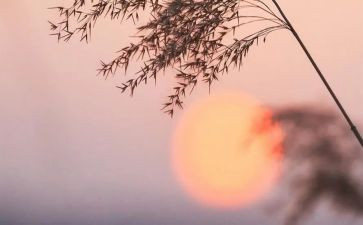 骆驼的祥子读后感600字最新8篇