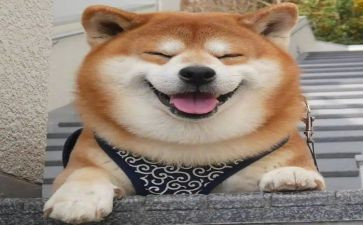 笑对生活作文800字5篇