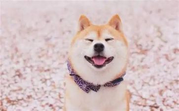 笑猫日记26的读后感通用8篇