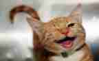 笑猫日记26的读后感8篇