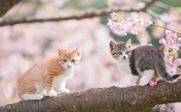 小猫钓鱼童话作文6篇