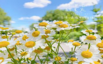 夏天的风读后感7篇