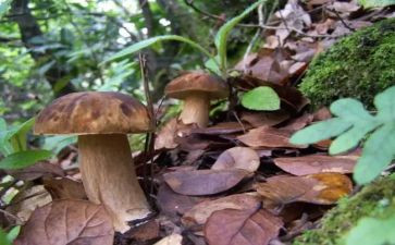 采野生菌的作文通用8篇