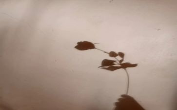 科学《影子》教案精选5篇