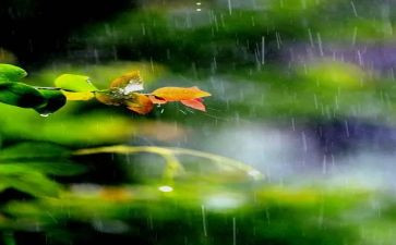 关于雨来读后感最新6篇