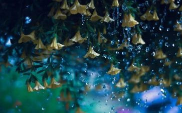 小学生有关雨的作文优质7篇