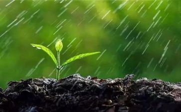 雨中的树读后感5篇