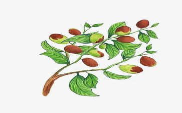 枣核的教案5篇