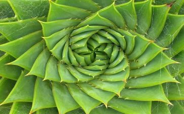 描写种植物的作文优秀8篇