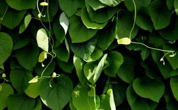 植物的小作文300字参考5篇