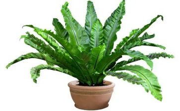 带植物的作文300字最新6篇
