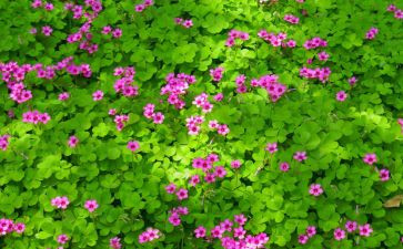 教小学生写植物作文7篇