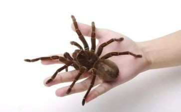 幼儿蜘蛛教案6篇