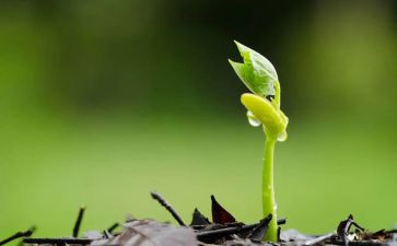 人是一颗种子作文通用6篇