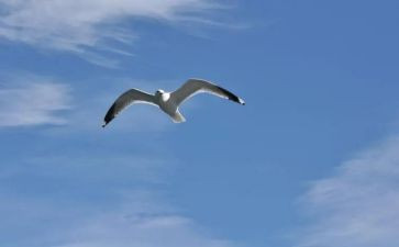 论自由心得体会最新7篇