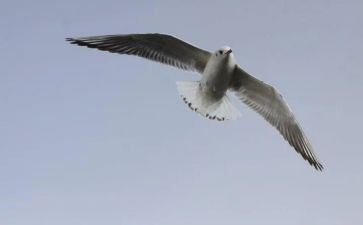 自由在高处读后感读后感6篇